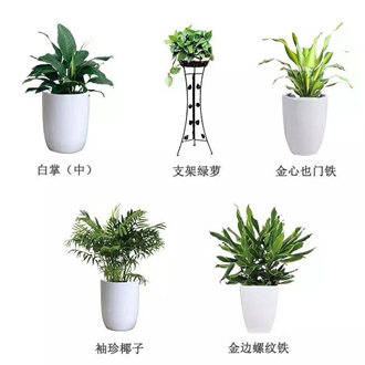 �����̻�ֲ������